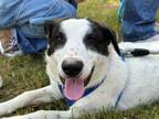 Adopt Jezebel a Mixed Breed