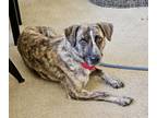 Adopt ISABELLA* a Plott Hound