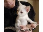 Adopt Elsa a Siamese