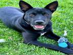 Adopt Dog a Australian Cattle Dog / Blue Heeler, Mixed Breed