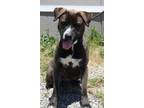 Adopt Kusama a Cattle Dog, Pit Bull Terrier