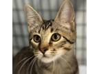 Adopt Florida a Domestic Short Hair