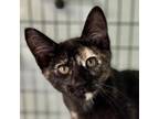 Adopt Luna a Domestic Short Hair, Extra-Toes Cat / Hemingway Polydactyl