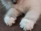 Tica Ragdoll Litter