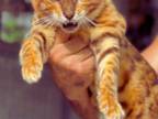 Bengal Kitten Litter