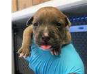 Adopt TEENIE a Boxer, Mixed Breed