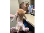 Adopt KITTEN a Domestic Short Hair