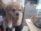 Adopt SISSY a Pug, Mixed Breed