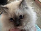 Jewel Kittens