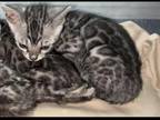 EHK Bengals