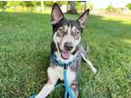 Adopt MARGOT a Husky