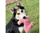 Adopt WILLA a English Shepherd, Mixed Breed