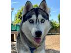 Adopt ARACELI a Siberian Husky