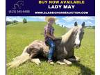 Beginner Kid Gaited Special Pony Mare