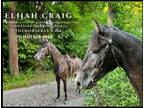 Meet Elijah Gray Tennessee Walking Gelding - Available on [url removed]