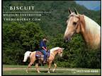 Meet Biscuit Palomino Missouri Foxtrotter Gelding - Available on