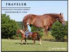Meet Traveler Chestnut Tennessee Walking Gelding - Available on