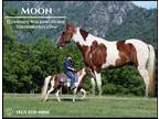 Meet Moonâ Chestnut Tennessee Walking Gelding - Available on
