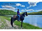 Meet Code Blueâ Blue Roan Standardbred/TWH X Gelding - Available on