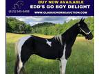 Registered Spotted Walking Gelding