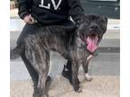 Adopt MAIA a Akita