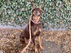 Adopt SHADDY a Doberman Pinscher