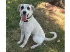 Adopt MEADOW a Saint Bernard