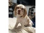 Adopt Daisy C 24072 a Cocker Spaniel