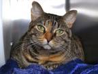 Adopt KIWI a Domestic Medium Hair