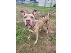 Adopt MARINA a Pit Bull Terrier