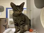 Adopt SARAFINA a Domestic Short Hair