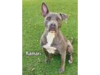 Adopt KAMARI a Pit Bull Terrier