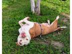 Adopt JASMINE a Pit Bull Terrier, Mixed Breed