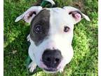 Adopt ASPEN a Pit Bull Terrier, Mixed Breed