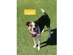 Adopt Cami a Foxhound, Jack Russell Terrier