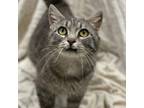 Adopt Zelda a Domestic Medium Hair