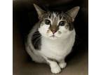 Adopt Callie a Domestic Short Hair