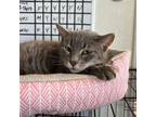 Adopt Missy a Domestic Short Hair