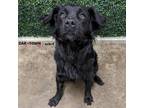 Adopt Lucy a Labrador Retriever, Chow Chow