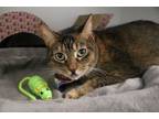 Adopt Rhiannon a Domestic Short Hair