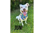 Adopt Juni 30488 a Pointer, Labrador Retriever