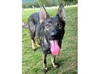 Adopt BABY GIRL a German Shepherd Dog