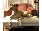Adopt ABBY a Labrador Retriever