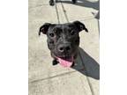 Adopt Peka a Pit Bull Terrier, Boston Terrier
