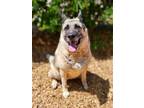 Adopt HERA a German Shepherd Dog