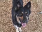 Adopt FAWN a German Shepherd Dog, Australian Shepherd