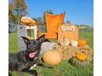 Adopt Zelda a Shepherd, Mixed Breed