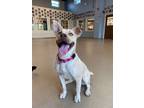 Adopt Camellia a Labrador Retriever, Australian Cattle Dog / Blue Heeler