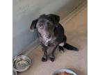Adopt Willow a Labrador Retriever, Australian Shepherd