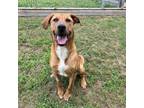 Adopt Ladybird a Rhodesian Ridgeback, Retriever